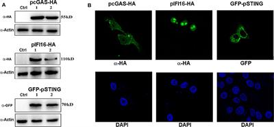 Porcine IFI16 Negatively Regulates cGAS Signaling Through the Restriction of DNA Binding and Stimulation